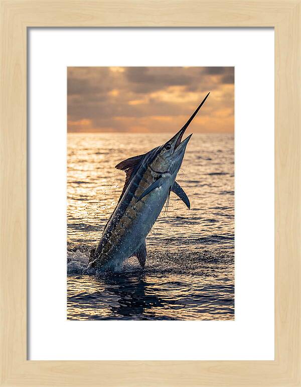 Blue Marlin Leaping Into The Sunset