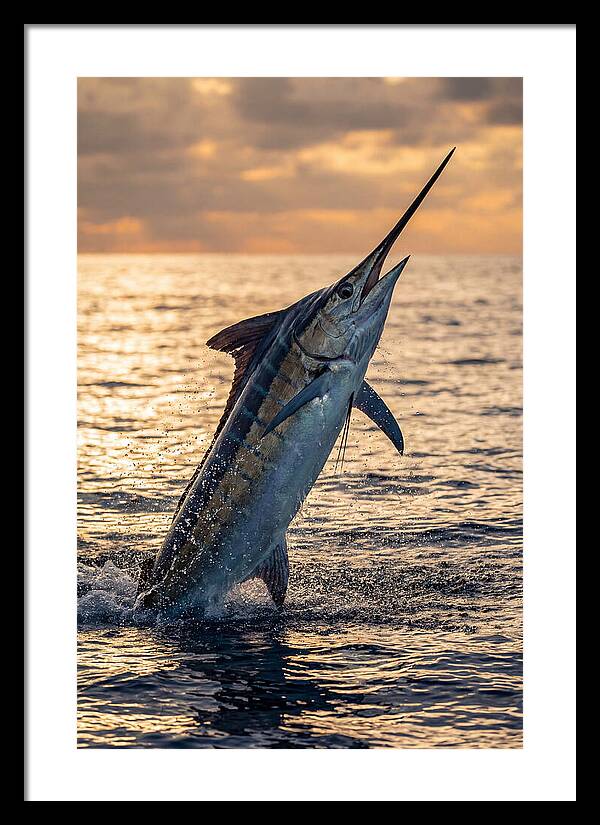 Blue Marlin Leaping Into The Sunset