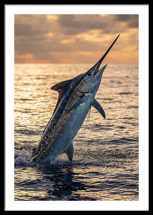Blue Marlin Leaping Into The Sunset