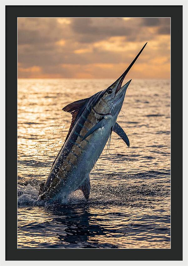 Blue Marlin Leaping Into The Sunset