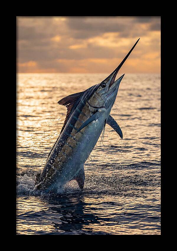 Blue Marlin Leaping Into The Sunset