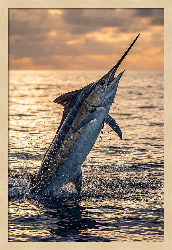 Blue Marlin Leaping Into The Sunset