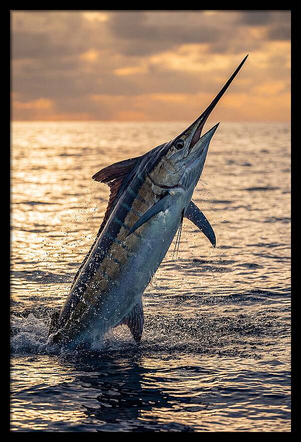 Blue Marlin Leaping Into The Sunset
