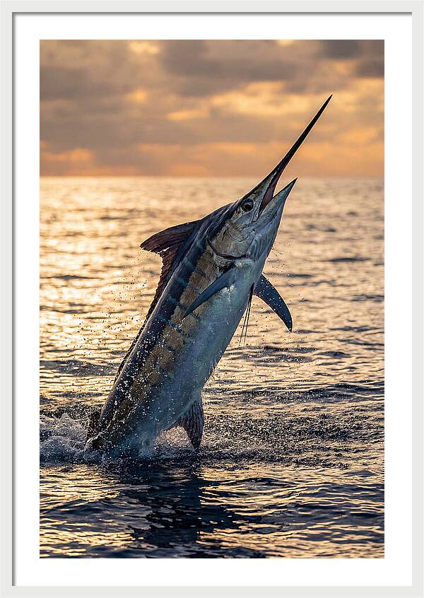 Blue Marlin Leaping Into The Sunset
