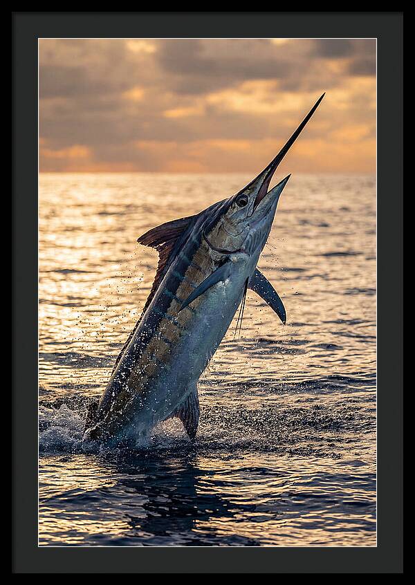 Blue Marlin Leaping Into The Sunset