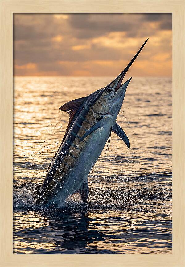 Blue Marlin Leaping Into The Sunset