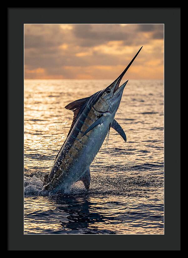 Blue Marlin Leaping Into The Sunset