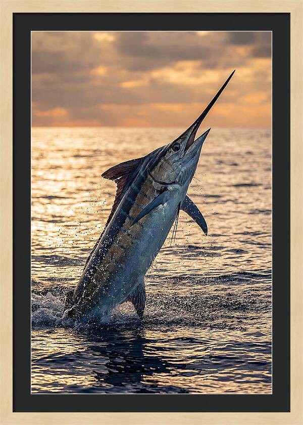 Blue Marlin Leaping Into The Sunset