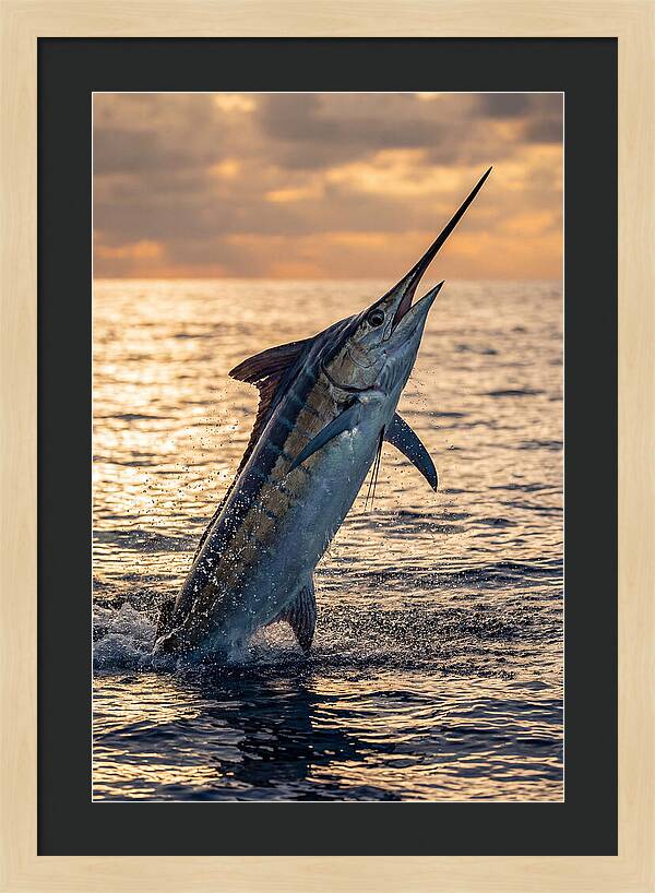 Blue Marlin Leaping Into The Sunset