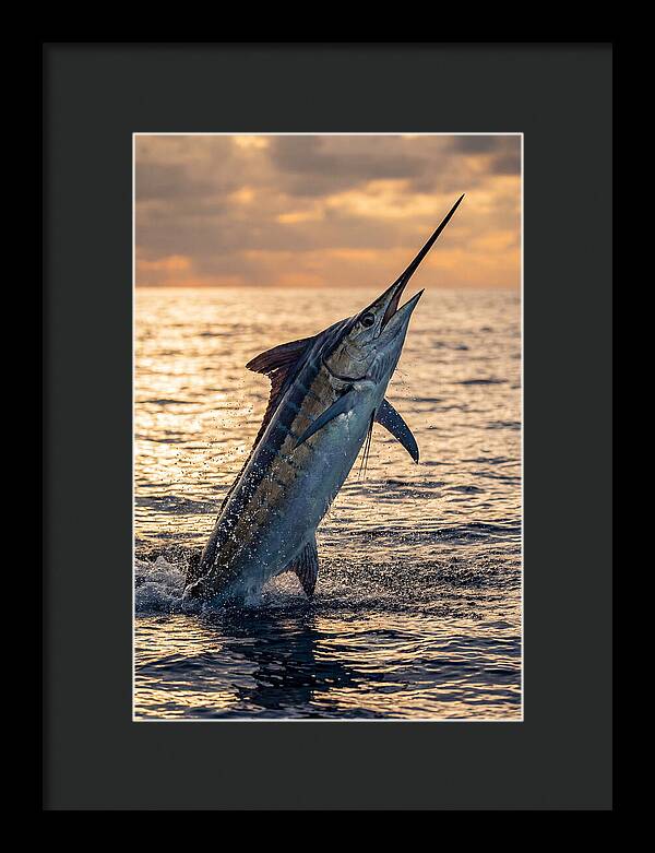 Blue Marlin Leaping Into The Sunset