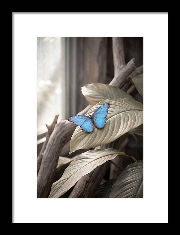 Blue Morpho Butterfly Displayed