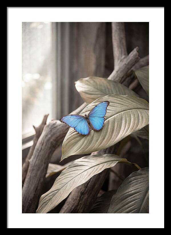 Blue Morpho Butterfly Displayed