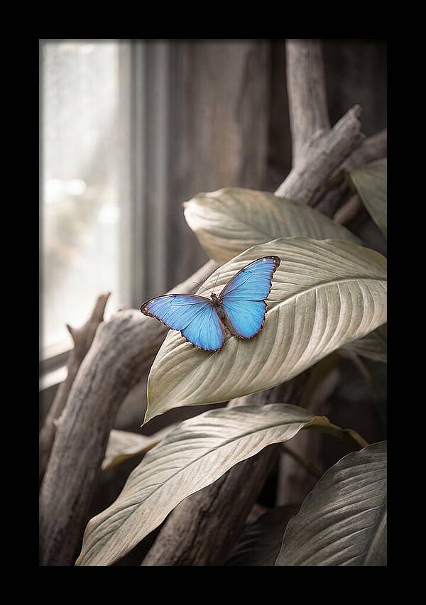 Blue Morpho Butterfly Displayed
