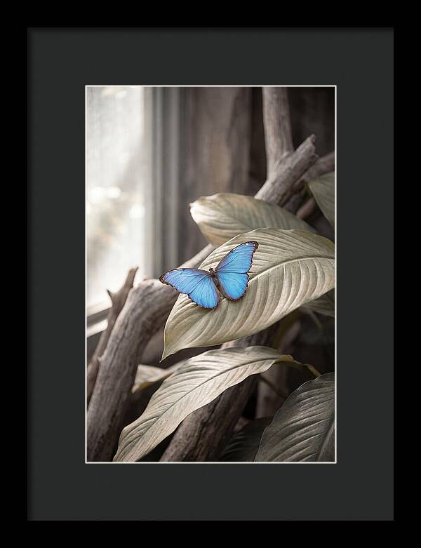 Blue Morpho Butterfly Displayed