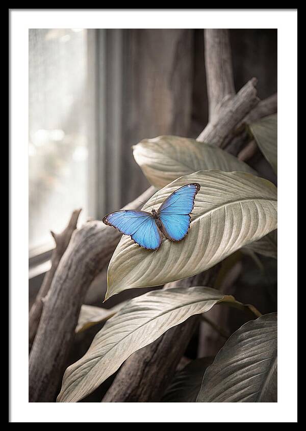 Blue Morpho Butterfly Displayed