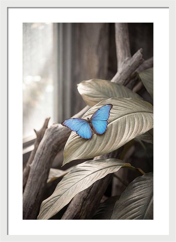 Blue Morpho Butterfly Displayed