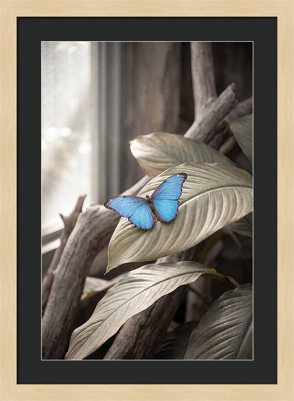 Blue Morpho Butterfly Displayed