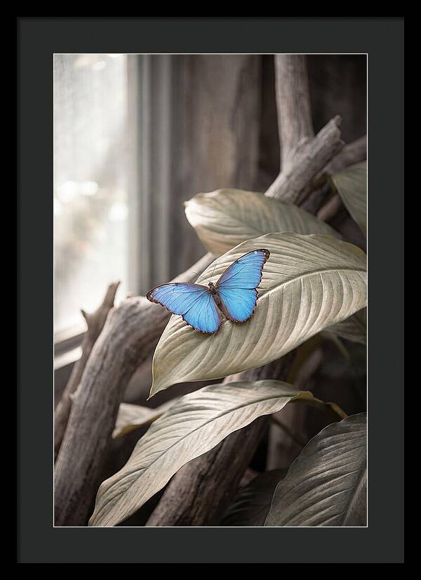Blue Morpho Butterfly Displayed