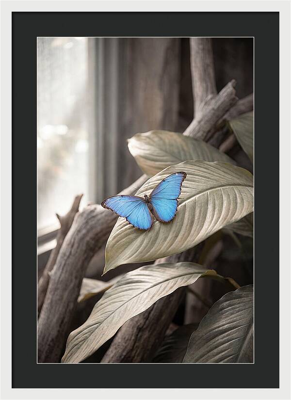 Blue Morpho Butterfly Displayed