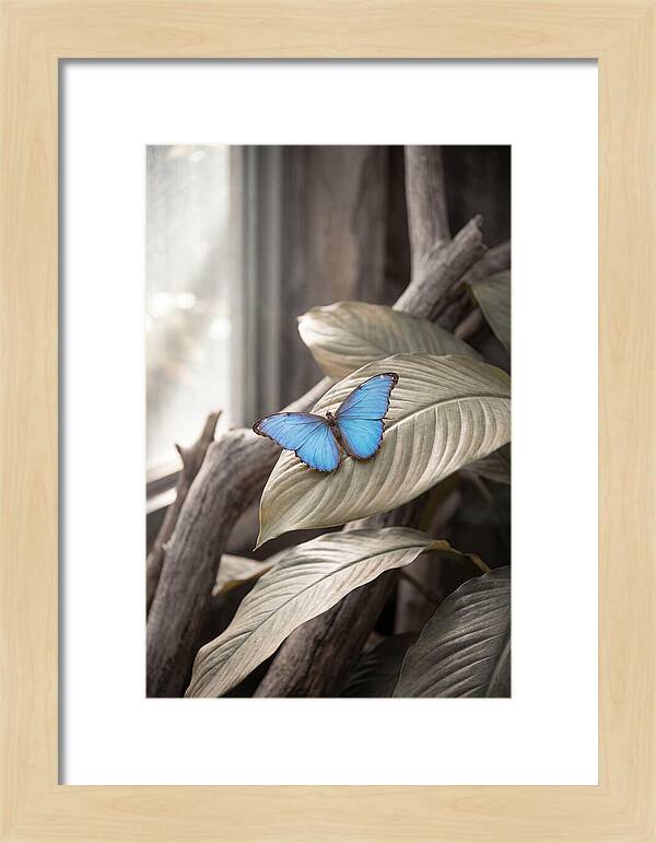 Blue Morpho Butterfly Displayed