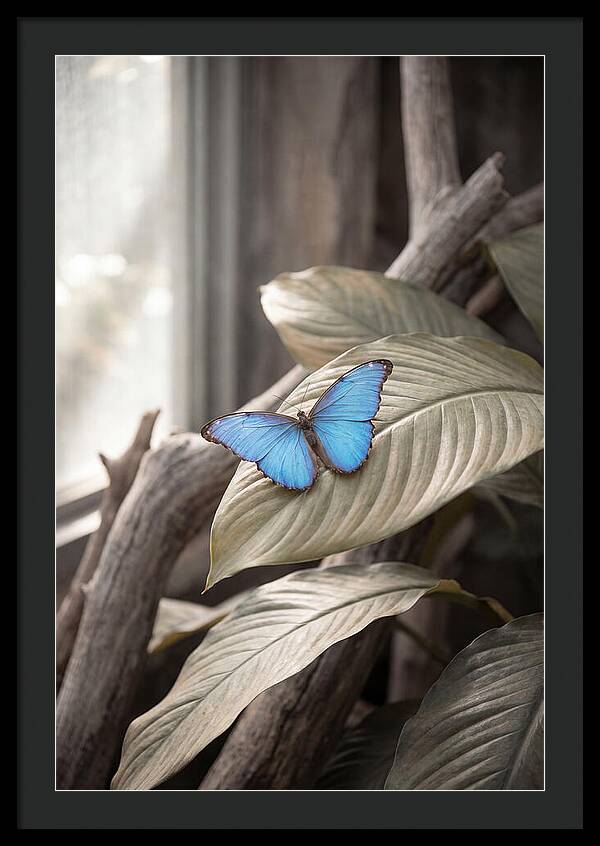 Blue Morpho Butterfly Displayed
