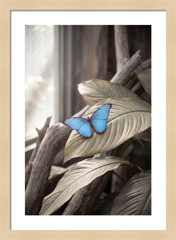 Blue Morpho Butterfly Displayed