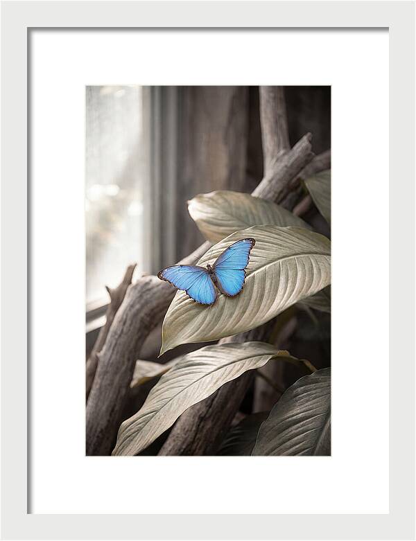 Blue Morpho Butterfly Displayed