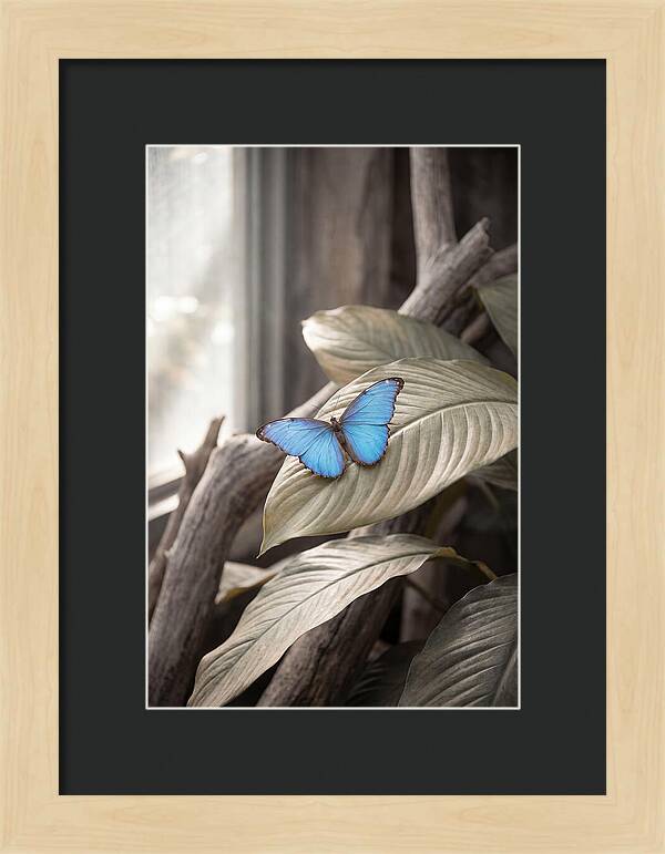 Blue Morpho Butterfly Displayed