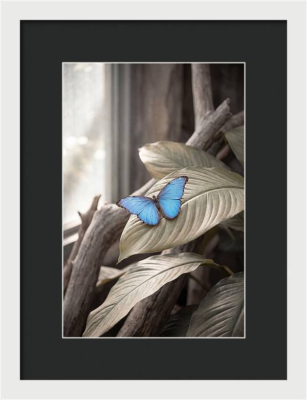 Blue Morpho Butterfly Displayed