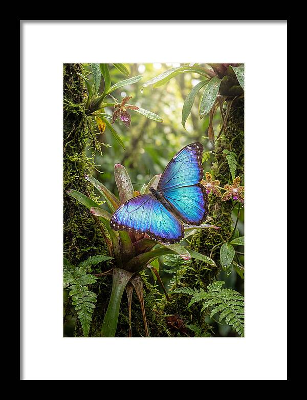 Blue Morpho Butterfly In Rainforest