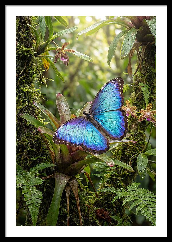 Blue Morpho Butterfly In Rainforest