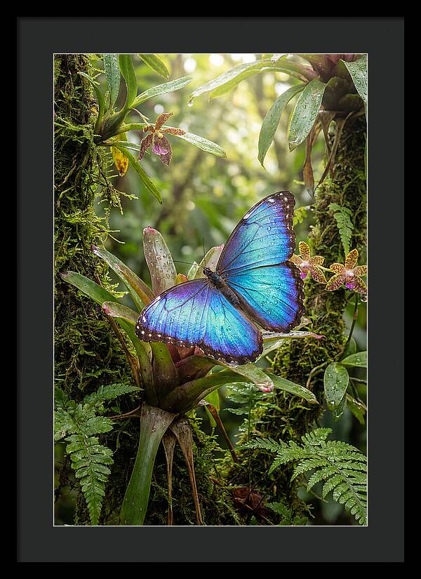Blue Morpho Butterfly In Rainforest
