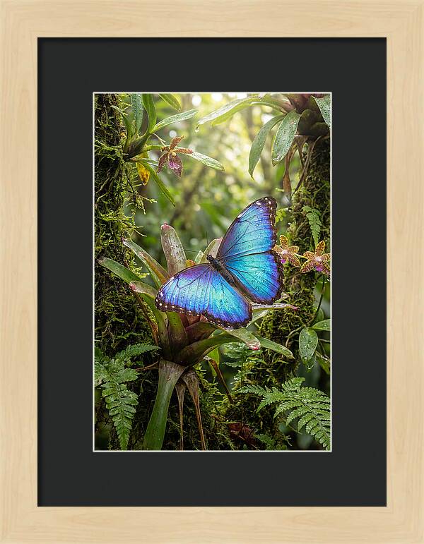 Blue Morpho Butterfly In Rainforest