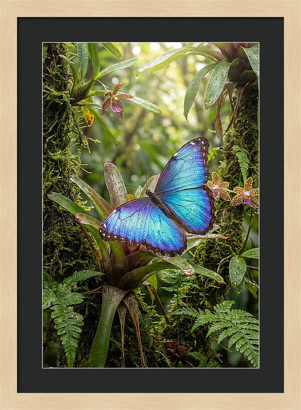 Blue Morpho Butterfly In Rainforest