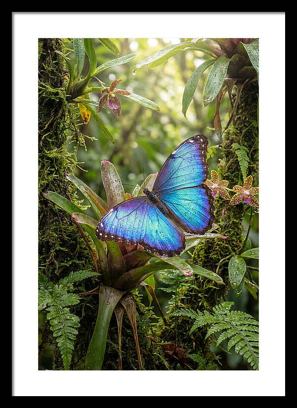 Blue Morpho Butterfly In Rainforest