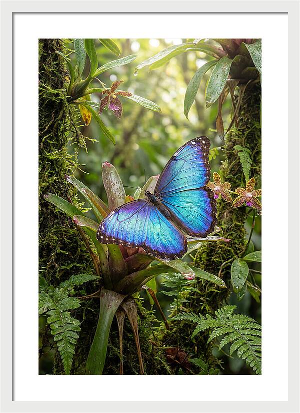 Blue Morpho Butterfly In Rainforest