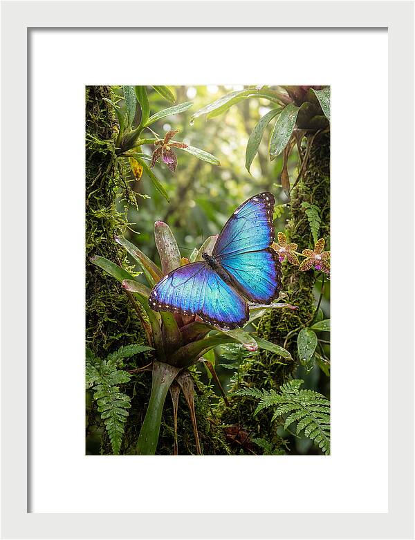Blue Morpho Butterfly In Rainforest