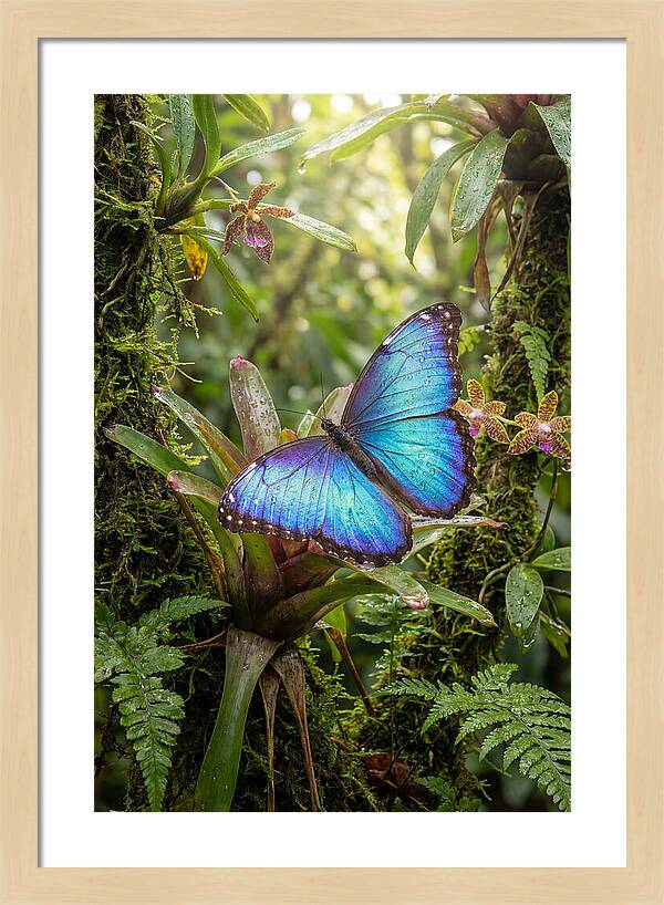 Blue Morpho Butterfly In Rainforest
