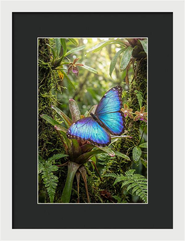 Blue Morpho Butterfly In Rainforest