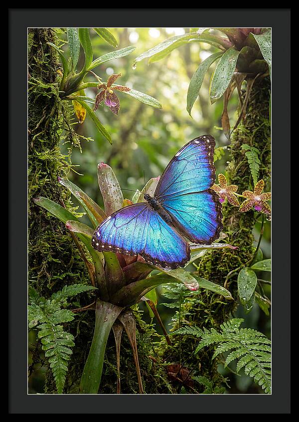 Blue Morpho Butterfly In Rainforest