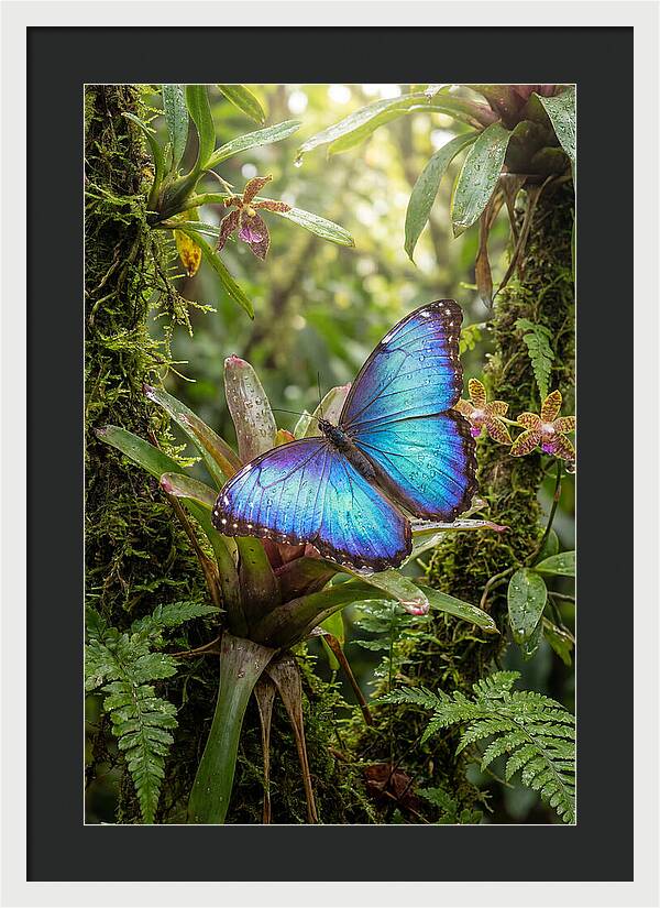 Blue Morpho Butterfly In Rainforest