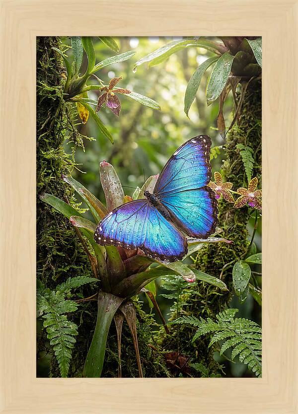 Blue Morpho Butterfly In Rainforest
