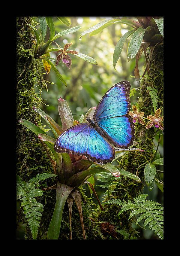 Blue Morpho Butterfly In Rainforest