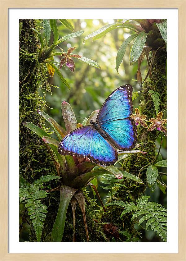 Blue Morpho Butterfly In Rainforest