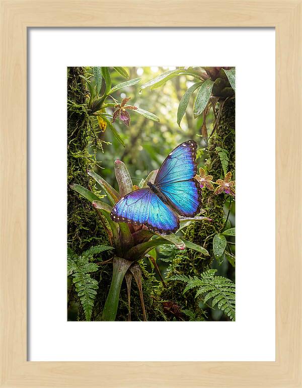 Blue Morpho Butterfly In Rainforest