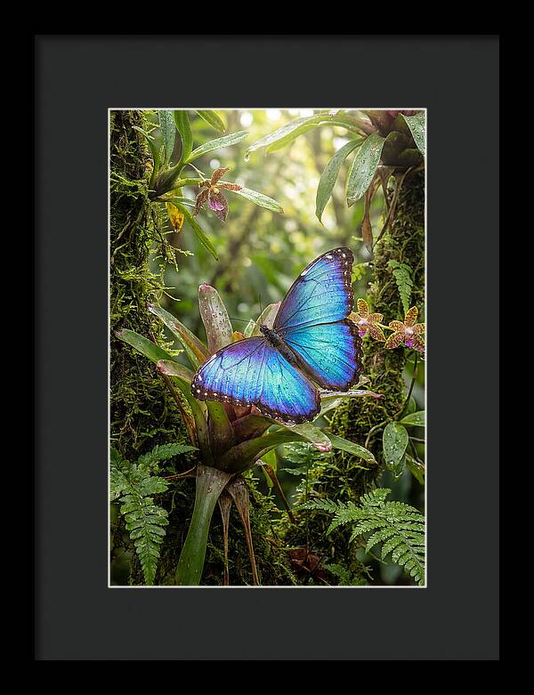 Blue Morpho Butterfly In Rainforest