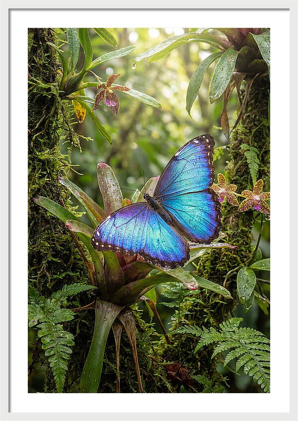 Blue Morpho Butterfly In Rainforest