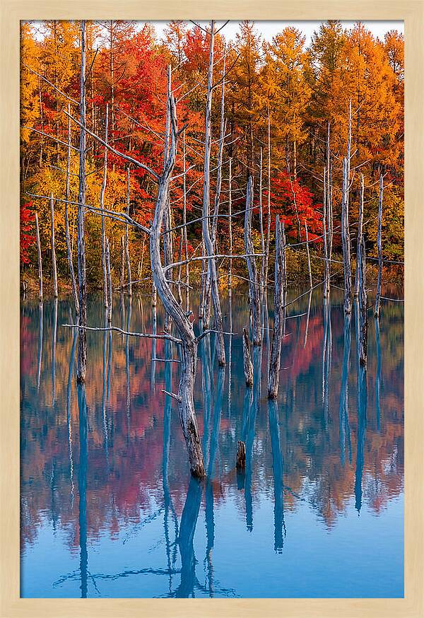 Blue Pond Reflections