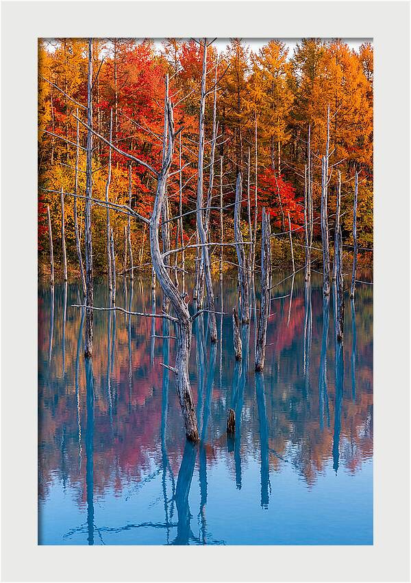 Blue Pond Reflections