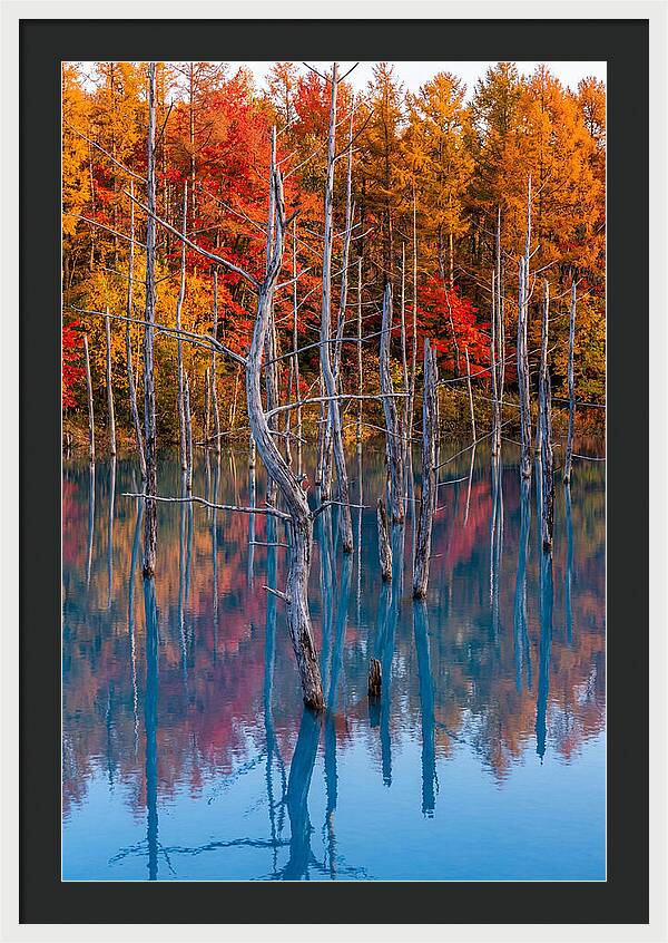 Blue Pond Reflections